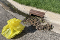A drain about to be cleaned at our Adopt-a-Drain event